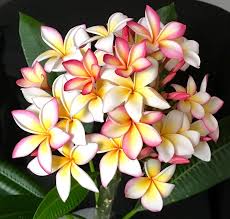 Little Rainbow Plumeria Twisted Tropical Nursery Plumeria Flowers