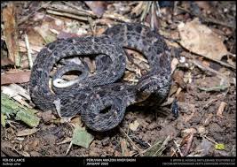 Image result for Bothrops punctatus