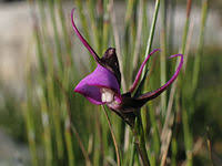 Image result for Disperis reichenbachiana