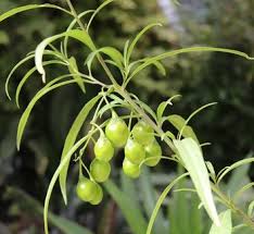 Image result for Solanum wrightii