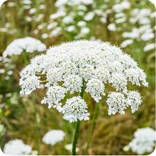 Image result for Daucus carota