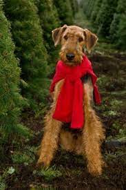 Removing Tree Sap From Your Pet S Fur Thriftyfun