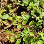 Image result for Adiantum poiretii