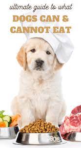 What Human Foods Can My Dog Eat Organic Dog Food Best Organic Dog Food Organic Dog