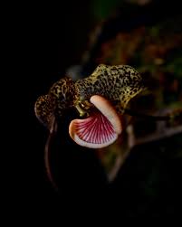 Image result for Hypertelis umbellata