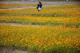 Tumbuhan menjalar ini bisa dijadikan sebagai tanaman hias gantung karena warna bunga yang cerah mulai dari kuning, oranye. Foto Melihat Keindahan Taman Bunga Cosmos Di Korea Selatan Kwikku
