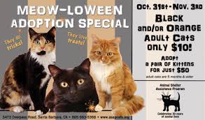 Meow is very thankful to our partners for making it easy to support us through your regular shopping. Meow Loween Adoption Special Edhat