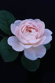 English Rose Flores Fotografia Melhores Flores Flores Bonitas