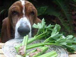 late night foxy celery snack foxyproduce healthyeating cute dog celery snacks foxy healthy eating