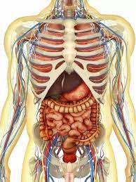 The sternum, or breastbone, is a flat bone at the front center of the chest. Human Body With Internal Organs Nervous System Print 13011047