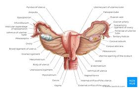 The major function of the reproductive system is to ensure survival of the species. Uterus Anatomy Blood Supply Histology Functions Kenhub