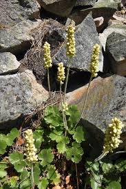 Image result for Heuchera cylindrica Greenfinch