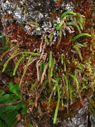 Image result for Lellingeria