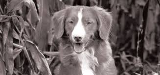 These characteristics are what makes them sometimes difficult to train, as you do not always know if these. The Nova Scotia Duck Tolling Retriever Modern Dog Magazine
