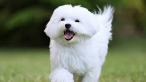 What Kind Of Health Problems Are More Frequent In Maltese Dogs