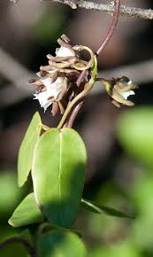 Image result for Cynanchum obtusifolium