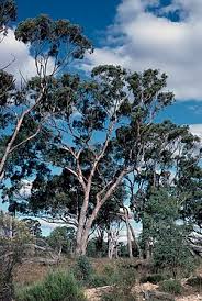 Image result for Eucalyptus sp.