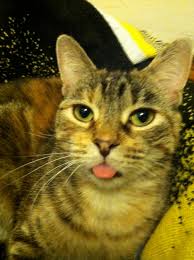 My cat has a missing top tooth. My Cat Has No Front Teeth So Sometimes This Happens Kevin Artigue