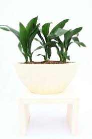 1 Die Schusterpalme In 2020 Grune Highlights Pflanzen Garten