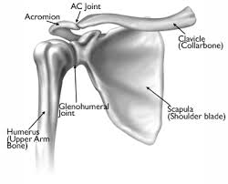 Three bones come together at the shoulder joint. Shoulder Anatomy Campbell Hand Shoulder Surgeon Southampton