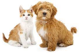 Oct 30, 2020 · certain types of antibiotics for animals are available at pet stores or online without a prescription. How To Spend Time With Lovely Dogs And Cats In The Uae Kids Community Time Out Dubai