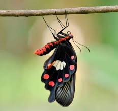 Ekspresi kasih sayang manusia terhadap peliharaan dapat diwujudkan dalam bentuk puisi hewan. Memotret Kupu Kupu Dengan Telepon Pintar Kenapa Tidak Klik Hijau