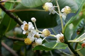 Image result for Calophyllum inophyllum