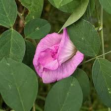 Image result for Clitoria
