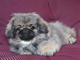 Fast delivery & 30 days return guarantee. Pekingese Info Temperament Mixes Lifespan Puppies Pictures