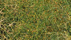 Image result for Schkuhria pinnata