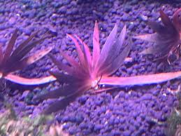 Image result for Xyris schliebenii