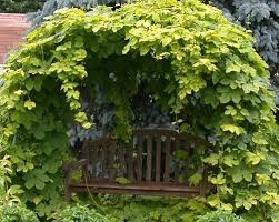 Show me your decorative hops garden. Show Me Your Decorative Hops Garden Homebrew Talk Beer Wine Mead Cider Brewing Discussion Forum