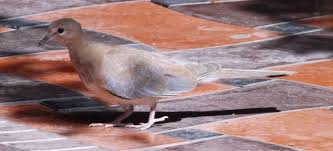 Birdwatching in Tajikistan, Part 1 — Tetrapod Zoology