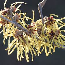 Image result for Hamamelis mollisi