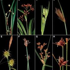 Image result for Cyperus rigidifolius
