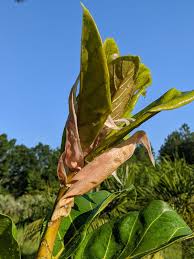 Image result for Ficus lutea