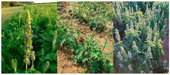 Hours may change under current circumstances Agronomy Free Full Text Characterization And Evaluation Of Salvia Hispanica L And Salvia Columbariae Benth Varieties For Their Cultivation In Southwestern Germany Html