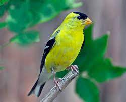 American goldfinch - Wikipedia