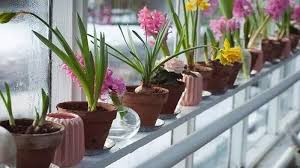 Tanaman jenis ini adalah tanaman yang biasa dijadikan sebagai bahan tanaman bunga geranium tergolong dalam famili geraniaceae yang memiliki sekitar 300 spesies tanaman hias dalam pot selanjutnya adalah sirih gading. Ternyata 4 Jenis Bunga Ini Bisa Bikin Tidur Lebih Nyenyak Jika Ditaruh Dalam Kamar Tribunnewsmaker Com