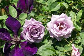 For the best effect, choose varieties that flower at the same time, and are of a similar size. Climbing Rose And Clematis Jackmanii Superba Flowers Stock Image C036 9180 Science Photo Library