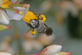 Image result for Lipotriche