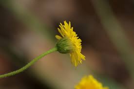 Image result for Felicia clavipilosa