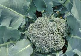 In this instructable, i will take you through the entire process from start to finish. How To Grow Broccoli Organically Planet Natural