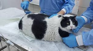 Bu Kedi Tam 18 Kilo