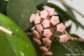 Image result for hoya plant flower