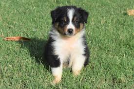 Click here to be notified when new australian shepherd puppies are listed. 6b Gcwgolpuhim