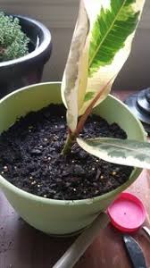 The plant needs enough room to branch out, so pruning it right below the node is necessary. How Can I Propagate A Rubber Tree Plant From A Cutting Gardening Landscaping Stack Exchange