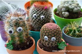 What are these trailing plants with white flowers? You Need A Cactus 7 Riveting Reasons Why Raise Your Garden