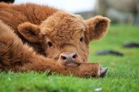 You wouldn't normally describe a cow as warm and fuzzy, but there's one breed that defies stereotypes with its distinctively long, textured hair. 19 Cute Af Photos That Prove That Fluffy Highland Cows Dogs