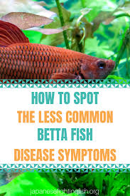Common Betta Fish Disease Symptoms Japanesefightingfish Org Betta Fish Betta Betta Fish Care